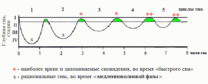 Биоритмы человека - график длительности циклов сна в ночное время, чередование фазы быстрых движений глаз (при сновидениях) и медленноволновой