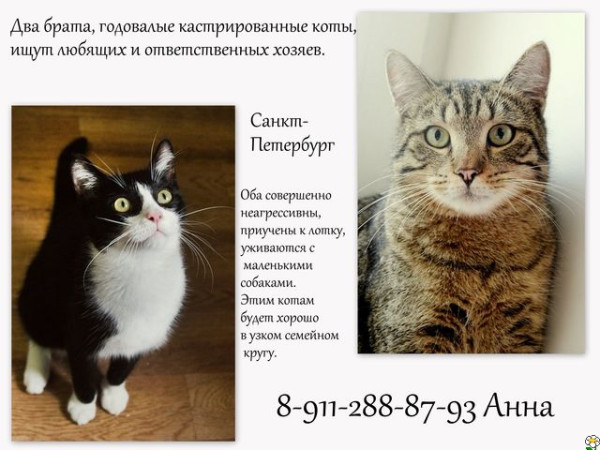 Шломо и Шпильман
